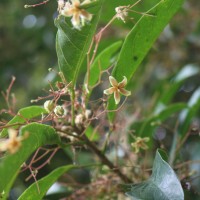 Sterculia lanceolata Cav.